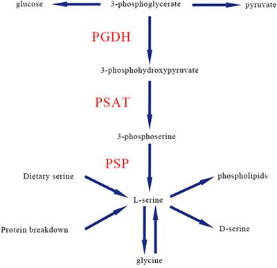 Juvenile-onset PSAT1-related neuropathy: A milder phenotype of serine deficiency disorder